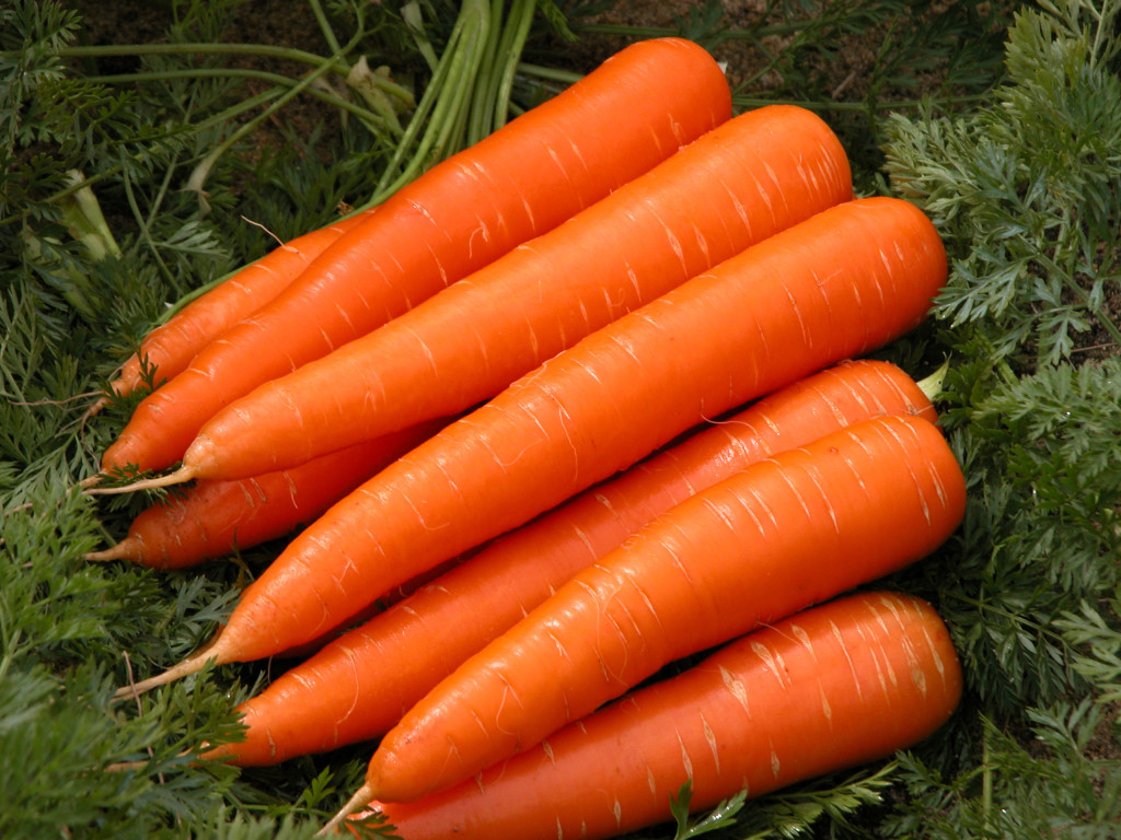 Autumn food - Carrots