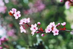 Nationa l Flower of Taiwan—plum blossom