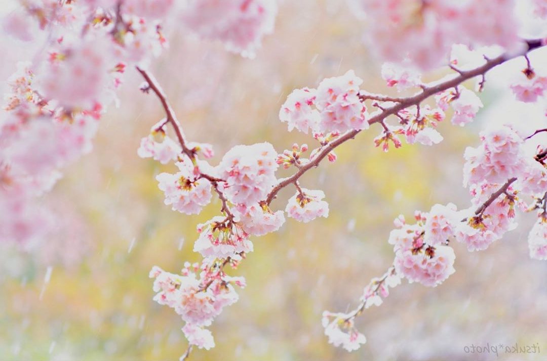 Cherry Blossom And Snow In Japan Asia Trend