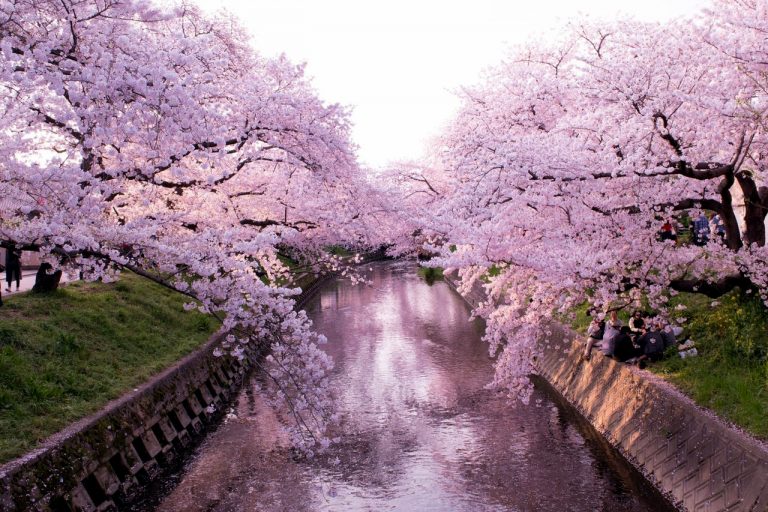 Tour the Cherry Blossoms Season in Japan Through VR 360degree video Asia Trend