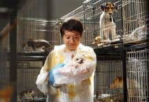 BIFF Winner “Million Loves In Me”, The Premier Indie Asian Film, Finally Gets Its Deserved Spotlight Million Loves In Me