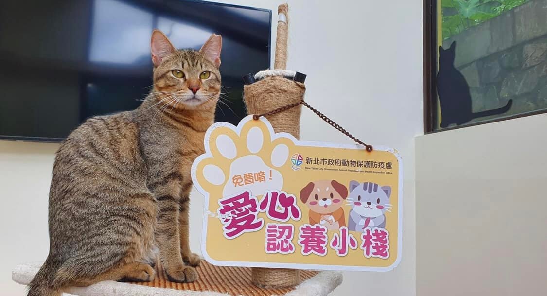 Cats’ traffic sign in New Taipei City