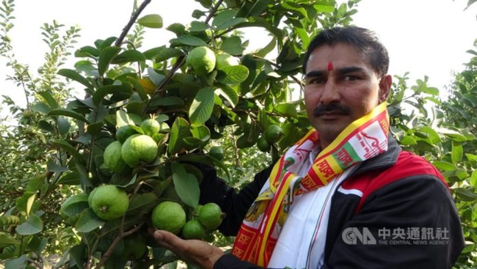 Kapil Sharma is recently pictured with the guava trees he grows in a village in the Indian state of Haryana, which surrounds the capital territory of Delhi on three sides.
