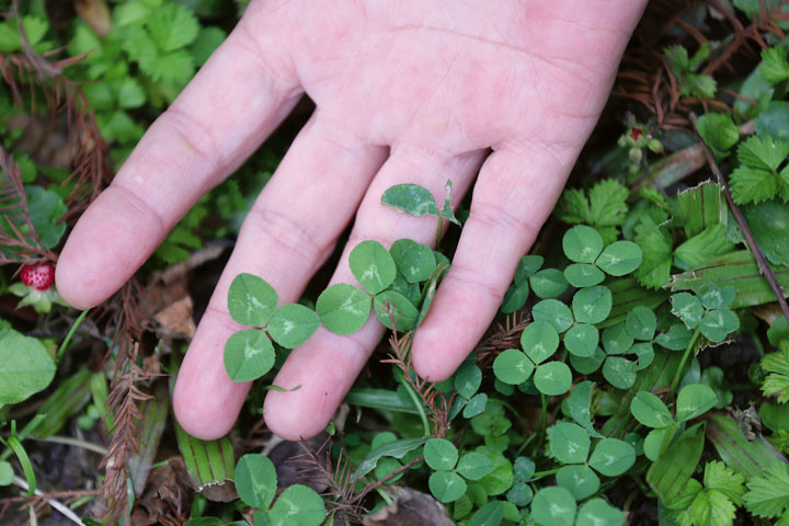 Taiwanese Herb