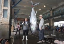 First tuna catch of the season recorded in Yilan’s Su’ao Township tuna