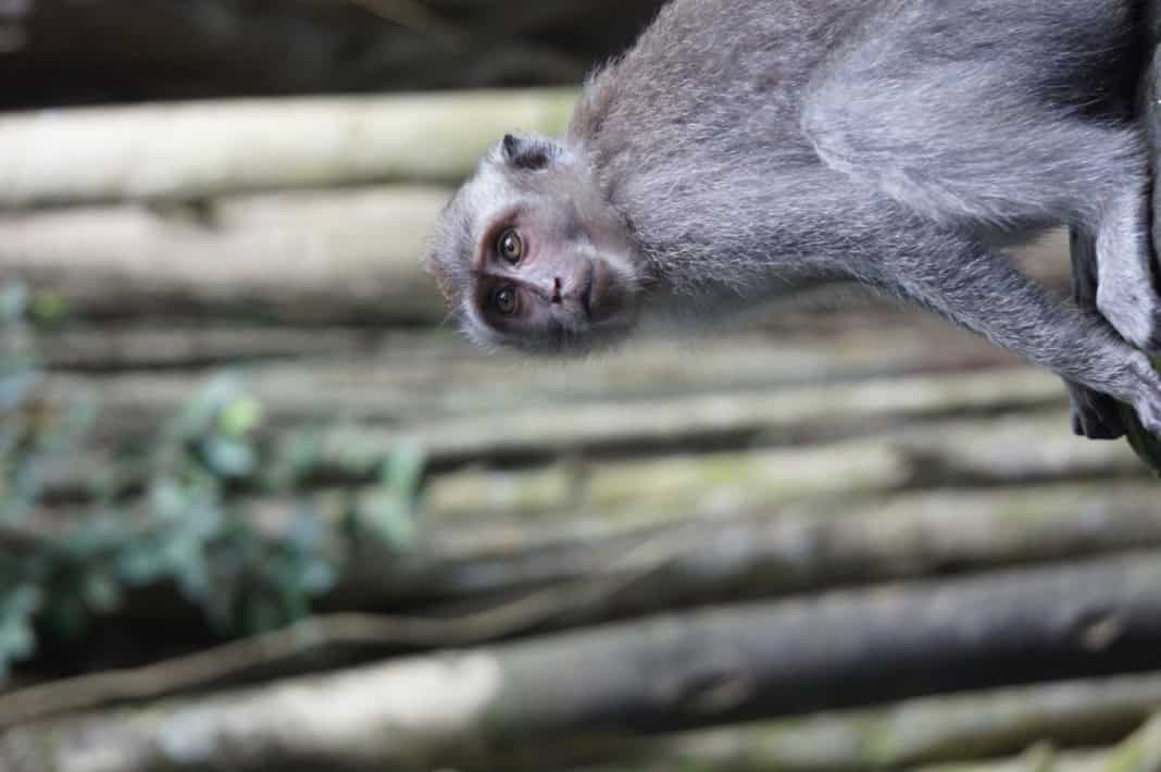 Sacred Monkey Forest in Ubud
