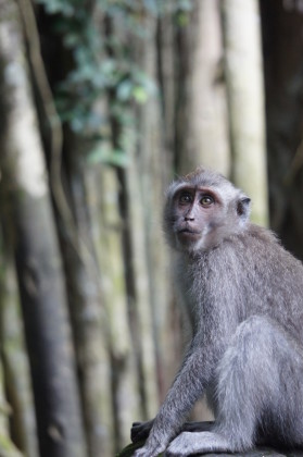 Sacred Monkey Forest in Ubud