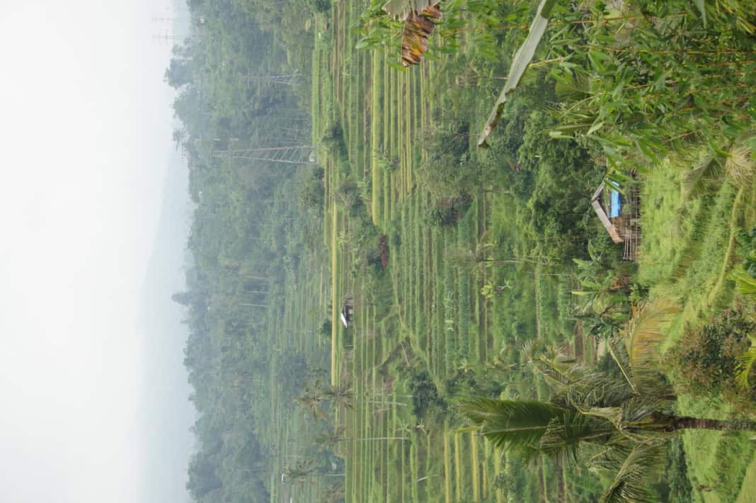 Rice Terraces in Bali