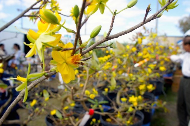 Mai tree, the symbol of spring for the Vietnamese