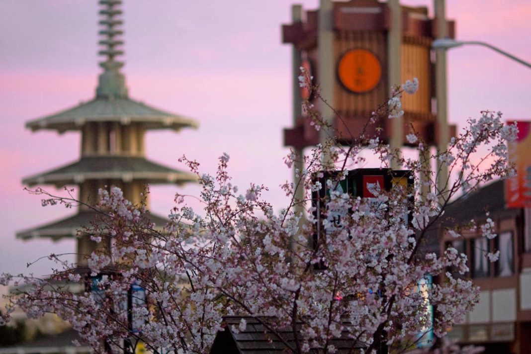 Northern California Cherry Blossom Festival Celebrating 50th